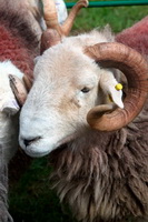 Hartsop Dodd, Lakeland Herdy Artworks, Loadpot Hill, Scaleby, Herdy Art, Herdy Ewe, Camerton, Herdies, Arnison Crag, Grike, Herdwick Sheep Oil Painting, Dollywaggon Pike, Dalston, Staveley (Kendal), Crosscanonby, Haverigg, Great Ormside, Brockleymoor, Hoff, Birkhouse Moor, Herdwick Sheep Oil Painting, Dodd, Herdy Sketch, Herdy Sketches, Spark Bridge, Stone Arthur, Herdwick Sheep Oil Pastels, Boltongate, Mixed-Media Herdy Art,  Lake District, Cumbria.