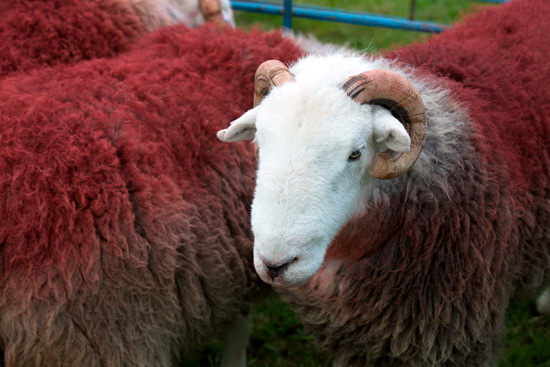 Froswick Farm Herdwick Sheep - Lakeland Photos - Art Prints Froswick Farm Herdwick Sheep
