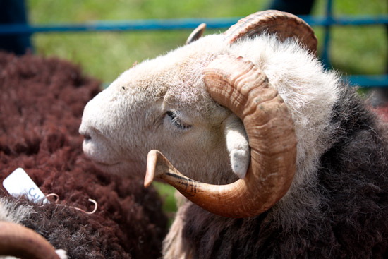Esk Pike Farm Herdwick - Lakeland Photos - Art Prints Esk Pike Farm Herdwick