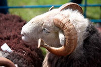 Castle Carrock, Herdies, Castle Crag, Herdwick Sheep Sketch, Hart Crag, Lakeland Herdy Artworks, Armboth Fell, Low Fell, Long Marton, Scafell Pike, Ling Fell, Herdwick Wall Art, Herdwick Artwork, Harrison Stickle, Herdy, Steel Knotts, Herdwick Sheep Oil Pastels, Watch Hill, Bewcastle, Asby (Workington), Herdwick Sheep Art, Mixed-Media Herdy Art, Appleby-in-Westmorland, Newby Bridge, Distington,  Lake District, Cumbria.