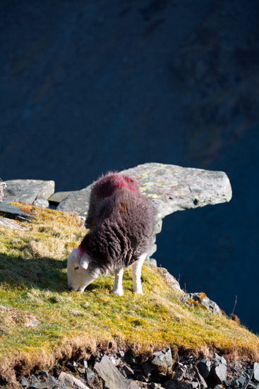 Lowthwaite Fell Farm Lake district Sheep - Lakeland Photos - Art Prints Lowthwaite Fell Farm Lake district Sheep