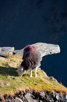 Herdy Sketch, Herdwick Sheep Oil Painting, Herdwick Sheep Art Studio, Great Dodd, Millom, Meal Bank, Great Crosthwaite, Flookburgh, Herdy Wall Art, Branthwaite (Workington), Hallin Fell, Maiden Moor, Stybarrow Dodd, Bardsea, Lank Rigg, Haycock, Dodd, Herdwick Artwork, Knott Rigg, Cumdivock, Carl Side, Herdy Ewe, Martindale, Askham, Herdy Sheep Artist, Nab Scar, Lanercost, Hartsop, Lowick,  Lake District, Cumbria.