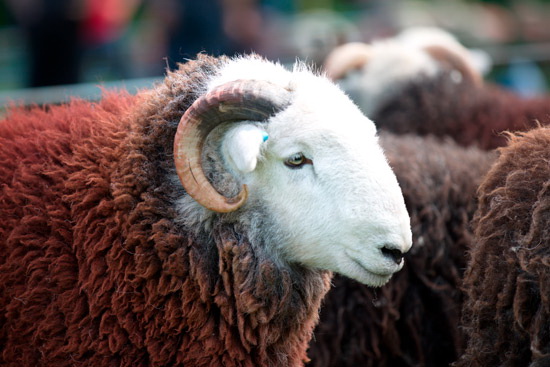 Great Calva Field Herdwick - Lakeland Photos - Art Prints Great Calva Field Herdwick