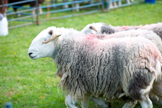 White Side Farm Herdwick - Lakeland Photos - Art Prints White Side Farm Herdwick