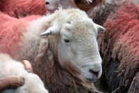 Herdwick Wall Art, Brock Crags, Sebergham, Herdy Wall Art, Dearham, Scaleby, Herdwick, Kirkby Lonsdale, Nether Wasdale, Raven Crag, Long Side, Lakeland Herdy Artworks, Herdwick Sheep Oil Painting, Herdwick Sheep, Raise, Wasdale Head, Millbeck (Keswick), Rosthwaite (Keswick), Herdwick Sheep Art Studio, Braithwaite, Newbiggin (Brampton), Herdwick Sheep Art, Scafell Pike, Pavey Ark, Brigham, Leasgill, Helm Crag, Nethermost Pike,  Lake District, Cumbria.