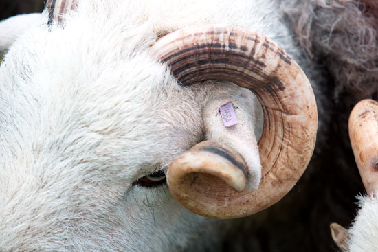 Natland Field Herdwick Sheep