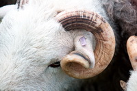 Herdy Sketches, Herdy Sketch, Herdwick Sheep Oil Painting, Raughton Head, Arlecdon, Sergeant Man, Whiteside, Ireby, Great Borne, Herdwick Artwork, Herdwick Sheep Acrylic Paintings, Herdy Art, Herdwick Sheep Oil Pastels, Port Carlisle, Stone Arthur, Herdy, Herdwick Sheep, Base Brown, Temple Sowerby, Crinkle Crags, Great Cockup, Herdy Sheep Artist, Herdy Ewe, Ill Bell, Saint Sunday Crag, High Hesket, Wiggonby, Nateby, Yoke,  Lake District, Cumbria.