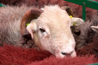 Stonethwaite, Rydal, Herdwick Sketches, Kendal, Causey Pike, Herdwick Company, Thunacar Knott, Herdwick Artwork, Gosforth, Catbells, Lakeland Sheep, Cartmel Fell, Crinkle Crags, Herdwick Sheep Oil Pastels, The Nab, Tarn Crag (Easedale), Cark (Cartmel), Stainton With Adgarley, Lindale, Colby, Place Fell, Mixed-Media Herdwick Art, Bromfield, Herdwick Sheep Oil Painting, Herdwick Art, Herdwick Sheep Art, Ackenthwaite, Barbon,  Lake District, Cumbria.