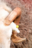 Holme, Herdwick Sheep Acrylic Paintings, Herdy Wall Art, Crook, Catstycam, Herdy, Herdwick Wall Art, Dendron, Rydal, Black Combe, Seaton, Rossett Pike, Herdwick Drawings, Great Sca Fell, Heron Pike, Herdwick, Glassonby, Herdwick Sheep Oil Painting, Herdy Ewe, Kentmere Pike, Herdy Sketch, High Bankhill, Slate Fell, Eaglesfield, Newton Arlosh, Lakeland Herdy Artworks, Branstree, Beaumont,  Lake District, Cumbria.