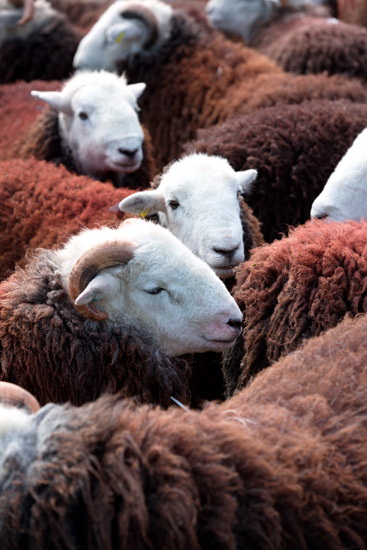 Santon Bridge Valley Lakeland Sheep