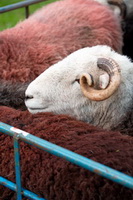 Loughrigg Fell, Herdwick Sheep, Robinson, Corney, Barrow-In-Furness, Yewbarrow, Herdy Sketch, Knott Rigg, Little Hart Crag, High Pike (Caldbeck), Herdwick Sheep Art Studio, Boustead Hill, Herdwick Sheep Acrylic Paintings, Herdy Sketches, Rampside, Great End, Irton with Santon, Castle Carrock, Herdwick, Herdy, Slight Side, Mixed-Media Herdy Art, High Hartsop Dodd, Seatallan, Appleby-in-Westmorland, Newton Reigny, Lakeland, Millbeck (Keswick), Tarn Crag (Far Eastern Fells), Lakeland Sheep, Piel Island, Herdy Wall Art, Lazonby,  Lake District, Cumbria.