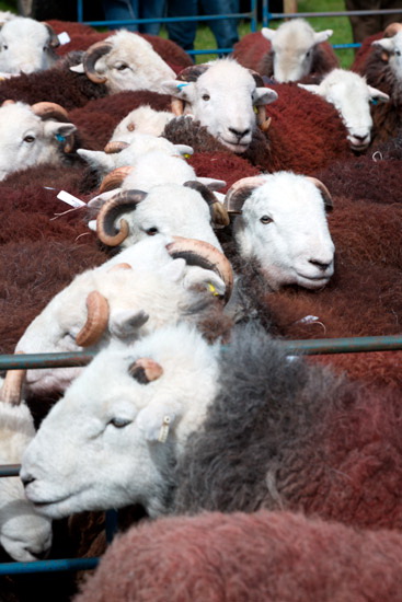 Carl Side Herdwick Sheep