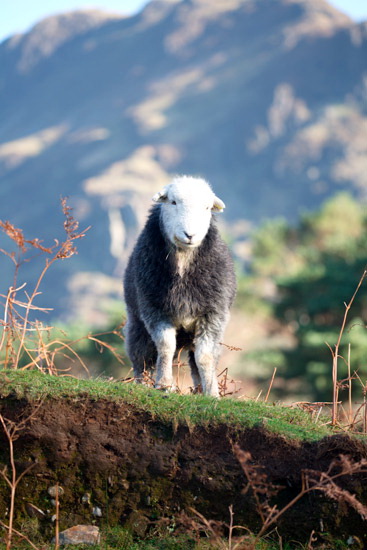Blawith Valley Herdwick - Lakeland Photos - Art Prints Blawith Valley Herdwick