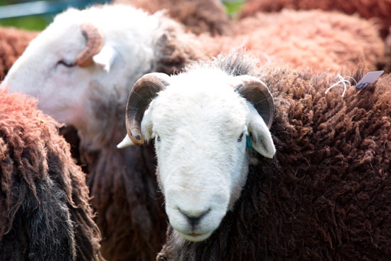 Haystacks Field Lakeland Sheep