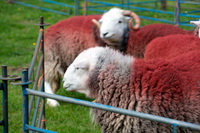 Herdwick Photo