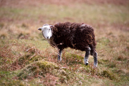 Crag Fell Farm Herdwick - Lakeland Photos - Art Prints Crag Fell Farm Herdwick