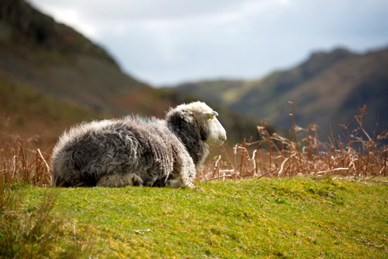 Swirl How Lake district Sheep