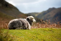 Herdy Sketch, Shipman Knotts, Red Pike (Buttermere), Herdy Sketches, Lakeland Herdy Artworks, Welton, Slight Side, Newlands (Keswick), Herdwick, Herdies, Clappersgate, Thursby, Herdwick Drawings, Newby Bridge, Aspatria, Great Sca Fell, High Street, Herdy, Whiteside, Newton Arlosh, Armboth Fell, Dalston, Grange (Keswick), Meal Bank, Herdwick Sheep Sketch, Dockray, Herdy Art, Yewbarrow, Grey Knotts, Seathwaite Fell,  Lake District, Cumbria.