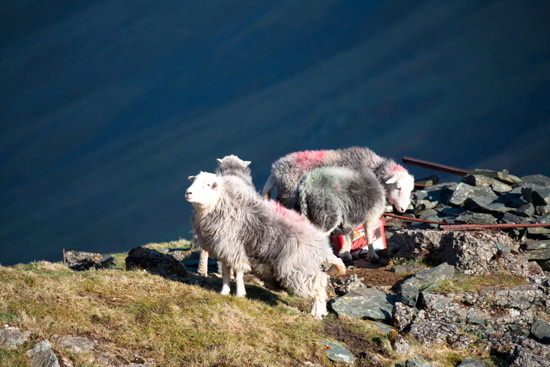 Boltongate Farm Lakeland Sheep