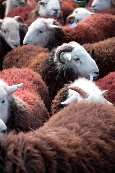 Abbeytown Valley Herdwick Sheep