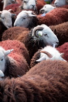 Skelwith Bridge, Herdwick, Gibson Knott, Kirkby Stephen, Birks, Firbank Fell, Herdwick, Ousby, Dovenby, Binsey, Herdwick Sheep, Tirril, Seatallan, Blake Fell, Stainton With Adgarley, Herdwick Sketch, Hart Crag, Herdwick Sheep Acrylic Painting, Herdwick Drawings, Herdwick Sheep Oil Painting, Bleaberry Fell, Chapel Stile, Lakeland Sheep, Herdwick Sheep Oil Pastels, Great Sca Fell, Dean,  Lake District, Cumbria.