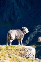 Herdy Sketch, Grinsdale, Bridekirk, Allen Crags, Santon Bridge, Winster, Bampton Grange, Herdwick Wall Art, Rest Dodd, Castle Crag, Mealsgate, Pike of Blisco, Glassonby, Herdies, Cumdivock, Brown Pike, Herdwick Sheep Sketch, Carl Side, Dale Head, Blackford, Haystacks, Catterlen, Herdwick, Herdy Wall Art, Lingmell, Herdwick Sheep Art, Lakeland Sheep,  Lake District, Cumbria.