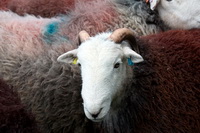 Lakeland, Blencathra, Herdy Sketches, Herdwick Sheep Oil Pastels, Knott, Loft Crag, Loadpot Hill, Herdwick Wall Art, Herdy Wall Art, Greysouthen, Grey Friar, Arnison Crag, Bowness-on-Solway, Morland, High Newton, Irton with Santon, Herdwick Sheep, Red Screes, Great Rigg, Killington, Herdy Sheep Artist, Hesket Newmarket, Herdwick Sheep Art, Brigham, Rampsgill Head, Carl Side, Grey Crag, Herdwick, Herdies,  Lake District, Cumbria.