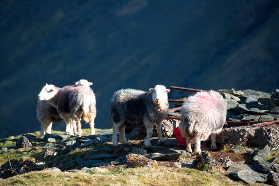 Harrison Stickle Valley Herdwick Sheep