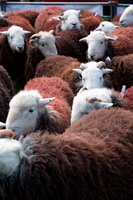 Herdwick Sheep, Herdwick Wall Art, Crag Fell, Herdwick Sheep Art, Kentmere, Glaramara, Seat Sandal, Rampside, Middleton, Herdy Sheep Artist, Herdwick Sheep Prints, Bampton, Herdwick Artwork, Branthwaite (Workington), Herdwick, Haverigg, Monkhill, Herdwick, High Rigg, Askham, Herdy, Great Calva, Whinlatter, Millom, Green Gable, Colby, Great Salkeld, Great Ormside, Starling Dodd,  Lake District, Cumbria.