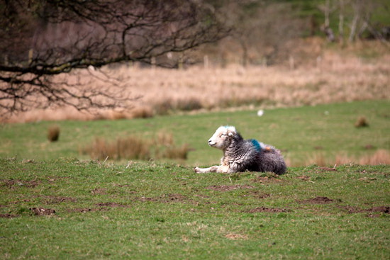 Ennerdale Bridge Valley Herdwick
