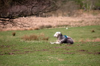 Herdies, Herdwick Sheep Acrylic Paintings, Grange-Over-Sands, Grey Knotts, Bowfell, Hilton, Barrow, Ormathwaite, Helton, Herdwick Sheep Oil Pastels, Scar Crags, Herdy Sheep Artist, Herdwick Sheep Art Studio, Black Combe, Buckbarrow, Slight Side, Sergeant Man, Dow Crag, Lakeland Herdy Artworks, Cockermouth, Herdy Sketch, Walton, Talkin, Edenhall, Mixed-Media Herdy Art, Herdwick Sheep Art,  Lake District, Cumbria.