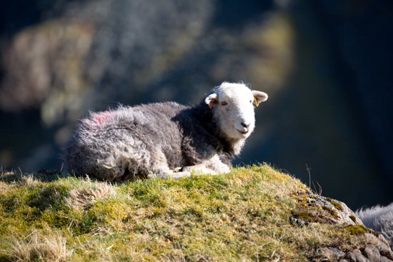 Sergeant Man Field Lakeland Sheep