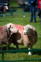 Stone Arthur, Baycliff, Great End, Wiggonby, Herdwick Artwork, Cold Pike, Herdwick Sheep Prints, Cleator Moor, Longlands, Mungrisdale Common, Little Hart Crag, Sheffield Pike, Morland, Herdy Sketch, Raise, St. Bees, Herdwick Sheep Art Studio, Hartsop Dodd, Herdwick Sheep Oil Pastels, The Nab, Scafell Pike, Wether Hill, Newton Reigny, Lakeland Herdy Artworks, Lakeland Sheep, Eamont Bridge, Herdy Wall Art,  Lake District, Cumbria.