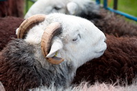 Mixed-Media Herdy Art, Bewaldeth, Colby, Whitfell, Herdy Sheep Artist, Kirkcambeck, Herdwick Wall Art, Herdwick Sheep Art, Aglionby, Carrock Fell, Low Fell, Great Gable, Hallbankgate, Kirkland (Frizington), Armathwaite, Lakeland Sheep, Buckbarrow, Storth, Herdwick Sheep Oil Painting, Soulby (Penrith), Crosby Ravensworth, Fleetwith Pike, Herdwick, Grisedale Pike, Herdwick Sheep Art Studio,  Lake District, Cumbria.