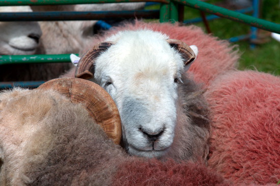 Mosedale Farm Herdwick