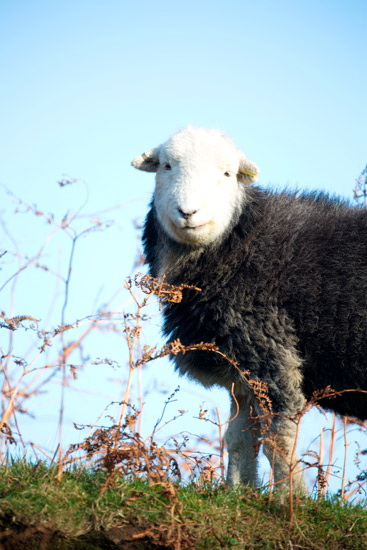 Oxen Park Lakeland Sheep - Lakeland Photos - Art Prints Oxen Park Lakeland Sheep
