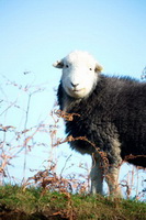 Gilcrux, Herdwick Sheep Sketch, Lakeland Sheep, Herdwick Sheep Prints, Herdwick Sheep, Herdies, High Spy, Herdwick Sketch, Kirkland (Frizington), The Nab, Herdwick Sheep Art, Herdwick Sheep Acrylic Painting, Mixed-Media Herdwick Art, Applethwaite, Low Pike, Herdwick Sheep Oil Painting, Cockermouth, Herdwick Art, Caldbeck, Great Gable, Loughrigg Fell, Blindcrake, Farlam, Green Gable, Hayton (Brampton), High Pike (Caldbeck), Great Crosthwaite, Froswick, Brown Pike, Tarn Crag (Far Eastern Fells), Great Cockup,  Lake District, Cumbria.