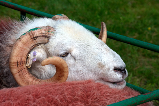 Waterhead Field Lake district Sheep - Lakeland Photos - Art Prints Waterhead Field Lake district Sheep