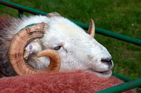 Threlkeld, Herdwick Sheep Oil Pastels, Herdwick Sheep, Dean, Herdies, Herdwick Wall Art, Grinsdale, Ling Fell, Herdwick Sheep Art, Carrock Fell, Binsey, Thurstonfield, Great Carrs, Red Screes, Hilton, Blawith, Garsdale, Great End, Herdwick Sheep Oil Painting, Herdwick Sheep Prints, Waberthwaite, Herdwick Sheep Acrylic Paintings, Bowfell, Herdwick, Moresby, Lake District, Herdwick, Herdy, Stybarrow Dodd, Aglionby, Wasdale Head, Heron Pike, Haystacks, Barrow-In-Furness,  Lake District, Cumbria.