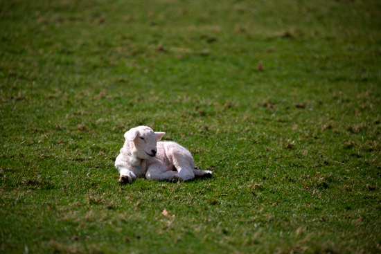 Harrison Stickle Valley Lakeland Sheep