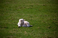 Herdwick Sheep Acrylic Paintings, Herdies, Lakeland Herdy Artworks, Herdy Sketch, Herdwick Sheep Oil Pastels, Herdy Sketches, Herdwick Sheep Art, Herdwick, Herdwick Sheep Sketch, Lakeland Sheep, Herdwick, Herdy Sheep Artist, Herdwick Drawings, Herdwick Artwork, Herdy Art, Herdy Ewe, Herdwick Sheep Oil Painting, Herdwick Sheep Oil Painting, Mixed-Media Herdy Art, Herdwick Sheep Art Studio, Herdwick Wall Art, Herdwick Sheep Prints, Herdwick Sheep, Herdy, Seathwaite (Borrowdale), Scotby, Kirkbampton, Loft Crag, Santon Bridge, Bouth, Grasmere, Troutbeck Tongue, Sallows, Bromfield, Steel Knotts, Br