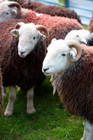 Gowbarrow Fell, Scafell Pike, Blencow, Scoat Fell, Mixed-Media Herdwick Art, St. Bees, Blencarn, Herdwick Ewe, Herdwick Sketch, Herdwick Sheep Acrylic Painting, Herdwick, Troutbeck Tongue, Herdies, Mosedale, Lakeland Sheep, Isle of Walney, Great Borne, High Street, Great Asby, Hayton (Aspatria), Pike of Blisco, Herdwick Sheep Sketch, Herdwick Artwork, Herdwick Drawings, Hincaster, High Raise,  Lake District, Cumbria.