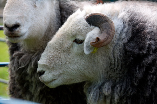 Grey Knotts Lake district Sheep - Lakeland Photos - Art Prints Grey Knotts Lake district Sheep