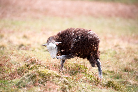 Crag Fell Farm Lake district Sheep