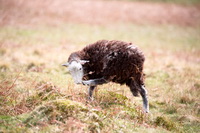 Herdwick Sheep Art Studio, Cleator Moor, Piel Island, Middle Fell, Dacre, Herdy Sketches, Herdwick, Knott, Rannerdale Knotts, Grike, Aglionby, Bonscale Pike, Herdies, Dean, Hartsop, Martindale, Crinkle Crags, Bannerdale Crags, Coniston, Hoff, Lakeland Sheep, Herdwick Sheep Art, Herdwick Wall Art, Herdy Wall Art, Green Crag, Herdwick Artwork, Carl Side, Selside Pike, Herdy Sketch,  Lake District, Cumbria.