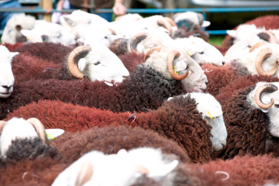 Kirkby Lonsdale Valley Lake district Sheep