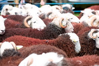 Langwathby, Herdwick Sheep Art Studio, Great Crag, Helm Crag, Herdwick Sheep Oil Painting, Great End, Herdy Sheep Artist, Gowbarrow Fell, Dent, Herdwick Sheep Sketch, High Crag, Herdwick Sheep Acrylic Paintings, Bromfield, Lakeland, Kirkbampton, Baycliff, Saint Sunday Crag, Buck Pike, Farlam, Eskdale Green, Herdy Art, Holme Fell, High Raise, Herdwick Sheep Prints, Lakeland Sheep, Herdwick, Dendron, Caudale Moor, Distington,  Lake District, Cumbria.