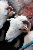 Birkhouse Moor, Biggar, Lakeland Herdy Artworks, Herdwick, Great Corby, Shipman Knotts, Embleton, Herdwick Wall Art, Dovenby, Low Hesket, Buck Pike, Harter Fell, Mardale, Oxen Park, Rest Dodd, Buckbarrow, Natland, Blencarn, Sale Fell, Coniston Old Man, Muncaster Fell, Beda Fell, Distington, Herdy Sketches, Penruddock, Pike of Stickle, Herdwick Sheep Acrylic Paintings, Herdwick Sheep Sketch, Herdwick, Herdy Sketch,  Lake District, Cumbria.