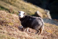 Rosthwaite Fell, Seat Sandal, Middle Fell, Boustead Hill, Herdwick Art, Herdwick Sketches, Baycliff, Hart Crag, Hesket Newmarket, High Seat, Embleton, Aikton, Dearham, Herdwick Sheep Oil Painting, Herdwick Sheep Oil Pastels, Selside, Glaramara, Herdwick Sheep, Herdwick, Orthwaite, Stone Arthur, Herdwick Drawings, Clough Head, Herdwick Artwork,  Lake District, Cumbria.