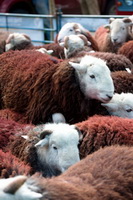 Herdwick Drawings, Knott, The, Maulds Meaburn, Longtown, Talkin, Herdwick Sheep Oil Painting, Watendlath, Herdwick Sheep Oil Pastels, Ullock Pike, Lank Rigg, Brae Fell, Appleby-in-Westmorland, Whiteside, Durdar, Seat Sandal, Herdwick Sheep, Herdwick Sheep Oil Painting, Herdies, Vickerstown, Cumwhitton, Herdwick, Dent, Nethermost Pike, Alston, Mixed-Media Herdy Art, Knott,  Lake District, Cumbria.